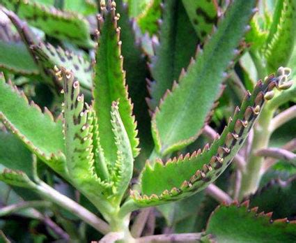 Una nueva técnica podría curar la diabetes por un tiempo considerable. Kalanchoe Daigremontiana Gallery