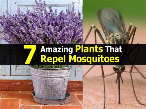 7 Amazing Plants That Repel Mosquitoes