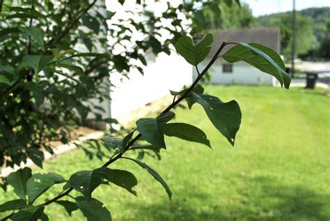 Can you prune fruit trees in bloom? Fruit Tree Care: Summer Pruning - Stark Bro's
