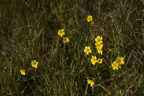 Wildflowers Season Has Started Almaden Quicksilver Count Flickr