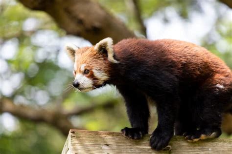 Sponsor A Red Panda Adoption T Packs Uk Paignton Zoo