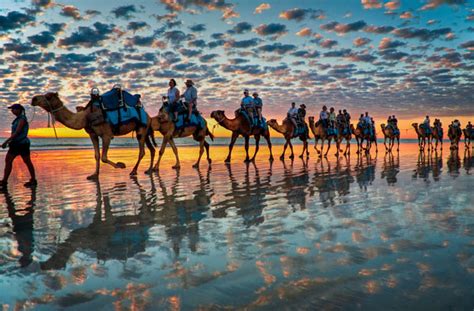 Due to huge consumption and slaughter of camel because of their pilgrims and hajj there has been a considerable reduction in. Interesting facts about Australia