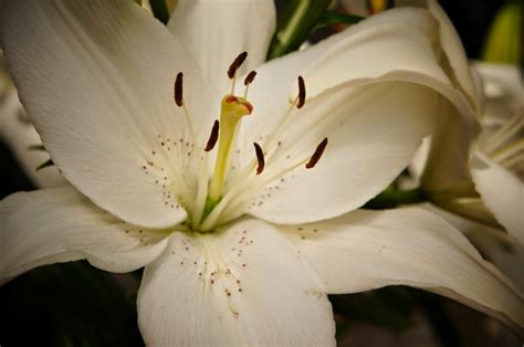 April showers bring may flowers as the expression goes. Free picture: pistil, pollen, white, bloom, lily, flower ...