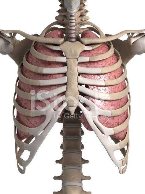Lung And Rib Cage Stock Photo Royalty Free Freeimages