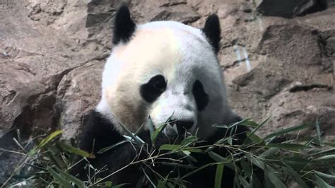 Giant Panda Cub Bao Bao Eating Bamboo Youtube