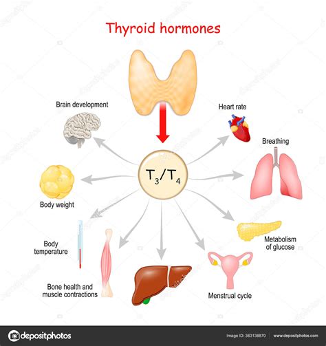 Thyroid Hormones Regulation Vital Functions Body Vector Illustation