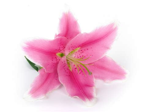 Pink Lily With Reflection — Stock Photo © Gorbelabda 2153273
