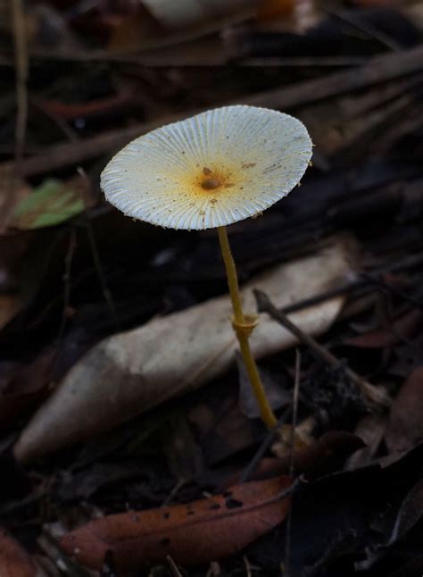 Leucocoprinus Fragilissimus Ravenel Ex Berk And Ma Curtis Pat