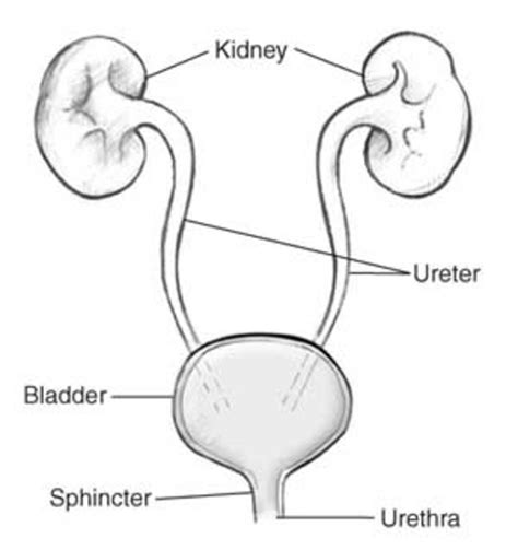 Diagram Diagram Of The Kidneys And Bladder Mydiagramonline