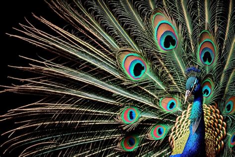 Uma pena de pavão exibindo uma profusão de cores Foto Premium