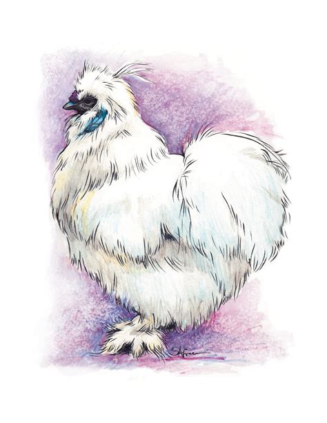 Silkie Chicken Art Brush Pen Sketch Watercolor Etsyde