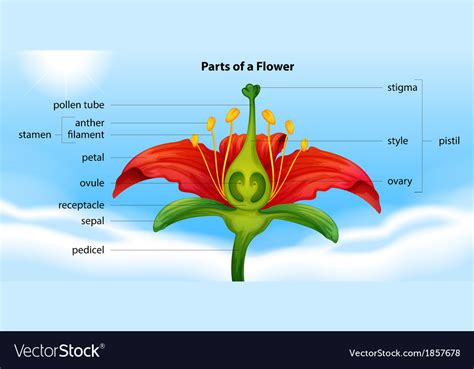Parts Of A Flower Royalty Free Vector Image Vectorstock