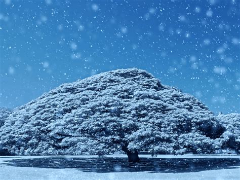この木なんの木のある場所 子供の頃、この木なんの木は絶対に日本のどこかにあるって思っていました!笑 ですが、それは誤り。 本当はハワイ・オアフ島の『モアナルア・ガーデンズ・パーク』という公園にありました。 モアナルア・ガーデンズ・パークについて この木なんの木 in snow by かずぴこ （ID：5076274） - 写真共有 ...