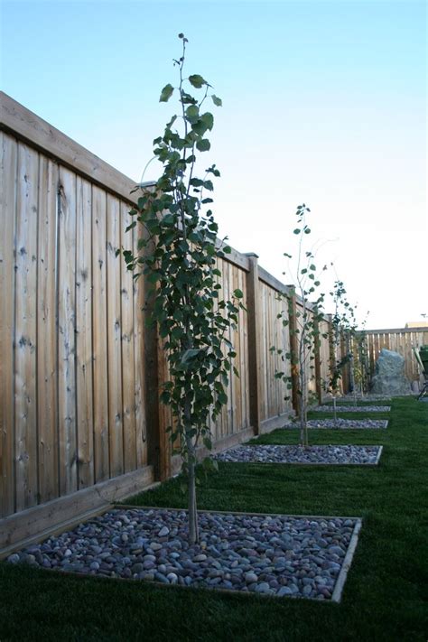 Aspens can be planted in full or partly sunny areas. Swedish Columnar Aspen in 1.5" Montana Rainbow Rocks ...