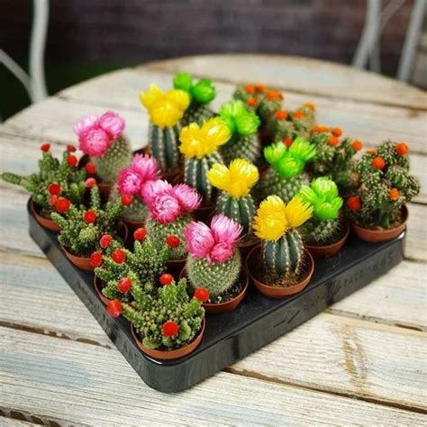 Mini Cactus Plant At Rs 200piece Thirumullaivoyal Chennai Id