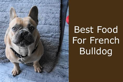 Therefore, you have to pay much attention to what kinds of foods best feed your beloved creature. Best Dog Food For French Bulldogs: All You Need To Know