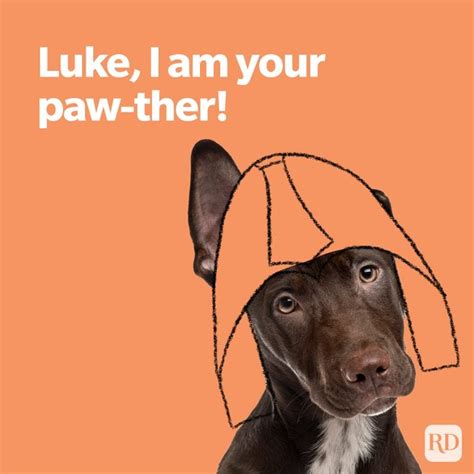 Dog Puns That Will Give You Paws Readers Digest