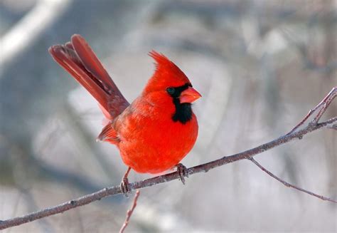 Can You Guess The Official State Bird Of All 50 States Readers Digest