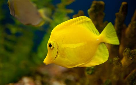 Yellow Fish Wallpapers Hd Desktop And Mobile Backgrounds
