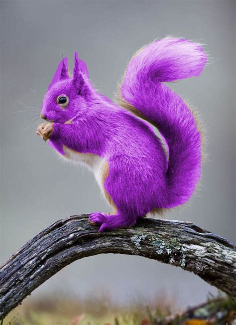 A Real Purple Squirrel Purple Squirrel Rare Animals Squirrel Funny