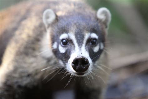 Wild Coati In Costa Rica Stops To Take A Closer Look At The Camera