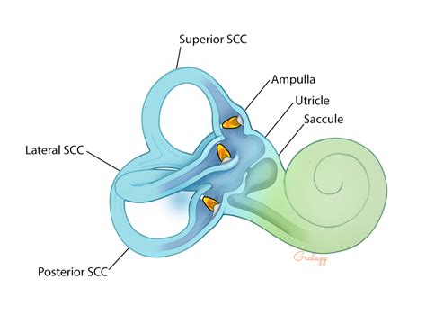 Anatomy Of Vestibular System