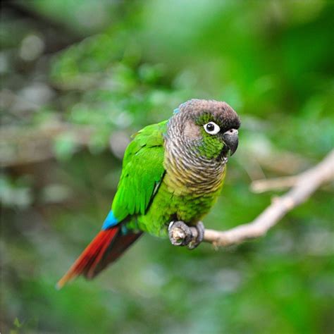 Green Cheeked Conures Wallpapers Wallpaper Cave