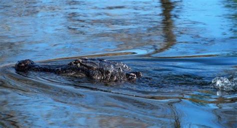 Gatorland Video Shows Villages Icon Larry The Alligator Sunning With