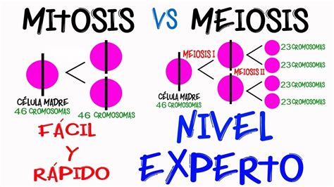 Diferencia Mitosis Y Meiosis Nivel Experto En 2 Minutos [fácil Y Rápido] BiologÍa Youtube