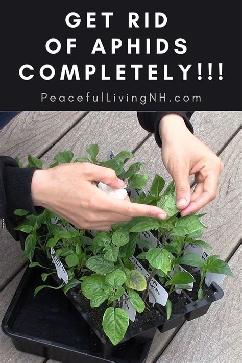 A Flat Of Seedlings And A Hand Pointing At Aphids Under The Leaf Of