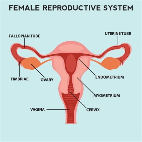 Free Vector Female Reproductive System