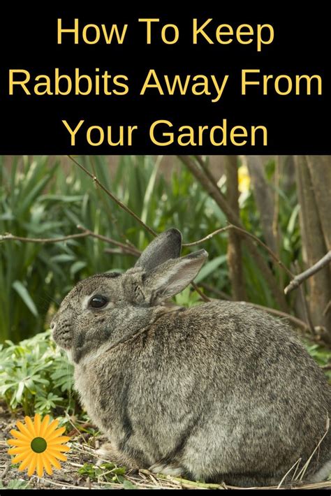 how to keep rabbits out of the garden 9 easy ways rabbit eating rabbit repellent garden pests