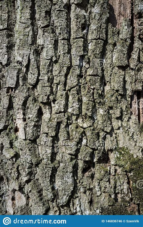 Poplar Tree Bark Or Rhytidome Texture Detail Stock Photo Image Of