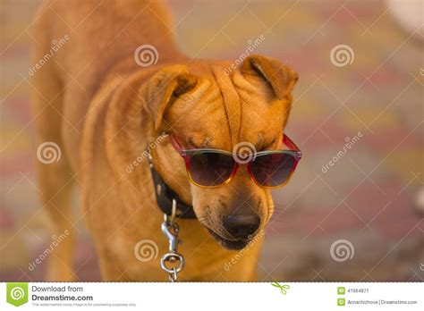 Funny Dog In Red Sunglasses In Summer Day Stock Image Image Of Joke