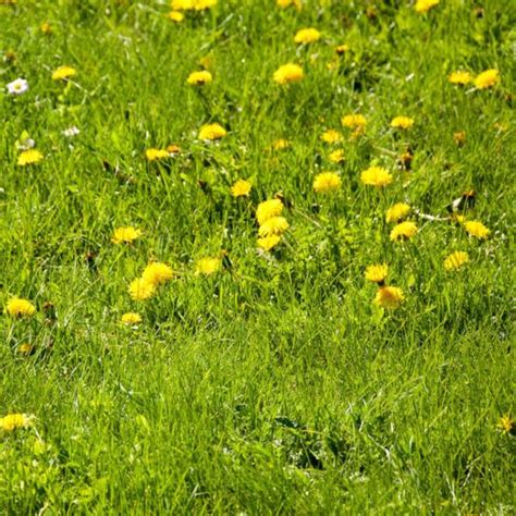 Indiana Lawn Weeds · Shades Of Green Lawn And Landscape