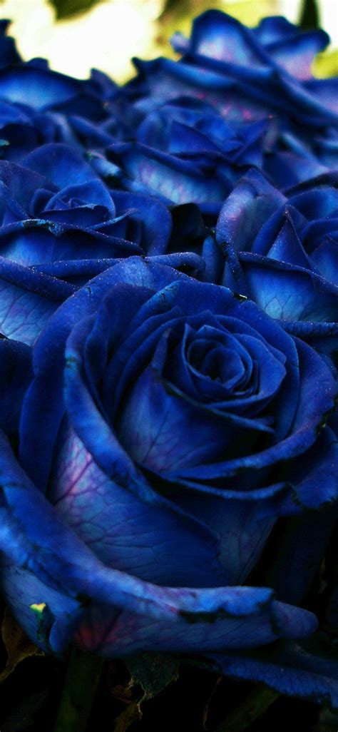 Blue Roses Iphone Wallpapers Top Free Blue Roses Iphone Backgrounds