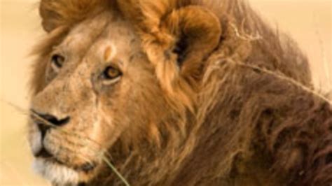 Uganda's Lions Threatened by Poachers and Farmers