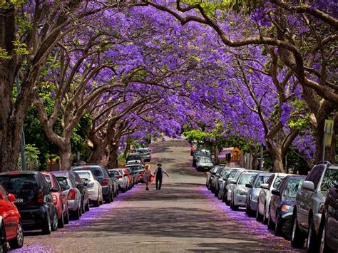 Flowers in season now sydney. Where to see the best jacaranda displays in Sydney