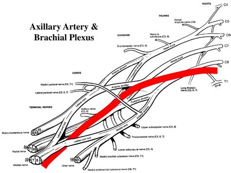 Ppt Upper Limb Part 1 Bones And Joints The Brachial Plexus Powerpoint