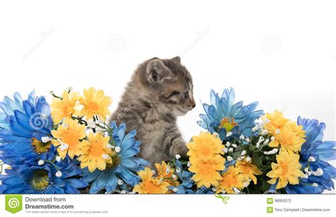 Tabby Kittens With Flowers Stock Photo Image Of Cute 96950272