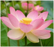 Offering the best seeds since 2003. Lotus - Vietnam's national flower | Sydney Language Solutions