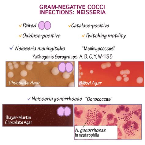 Neisseria Meningitidis Infection