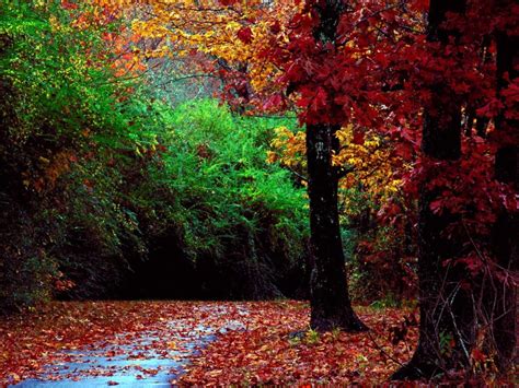 Free Download 1024x768 Autumn Forest Desktop Pc And Mac Wallpaper