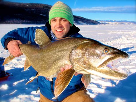 Lake Trout | Ice fishing, Fish, Lake