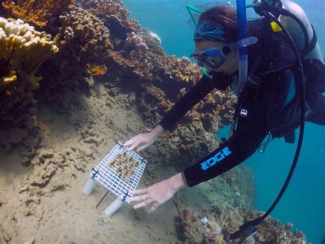 Researchers Accelerate Evolution In Attempt To Save Hawaiis Coral
