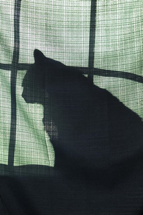 Invisible Cat Photograph By Alison Squiers Fine Art America