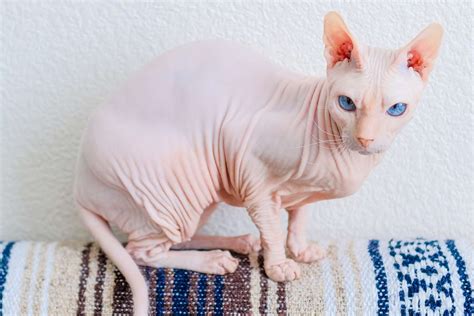 Les Meilleures Races De Chats Sans Poils Pour Un Animal Unique