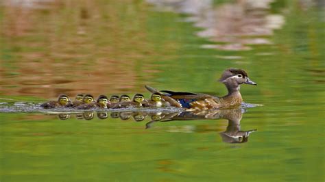 Wood Ducks - Bing Wallpaper Download