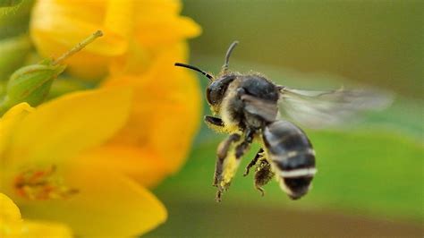 Rare Bee Species Discovered In North Somerset Field Bbc News