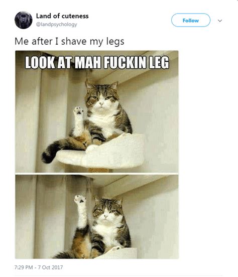 30 Of The Most Hilarious Cat Tweets That Made Us Laugh In 2017 Funny